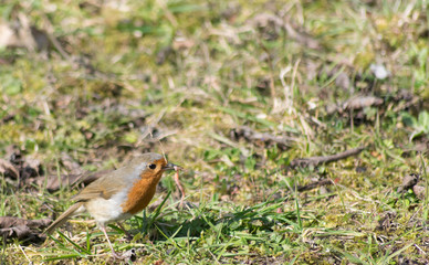 rouge gorge