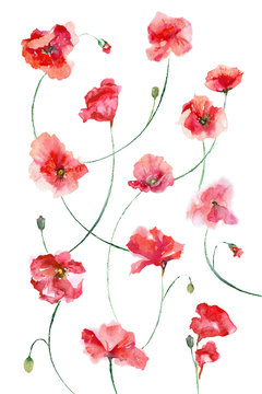 Watercolor painting. Red flowers on a white background. Poppies pattern.