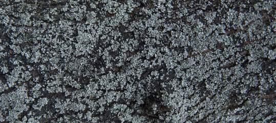 header dark cracked tree bark covered