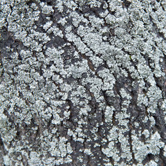 dark cracked tree bark covered