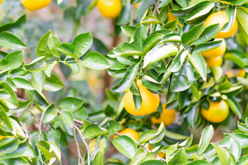 fresh orange on plant, orange tree, in wakayama ,Japan