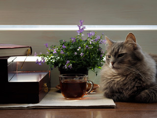 Home comfort - a cat, a cup of tea, a book, the sun's rays and a plate of sweets 