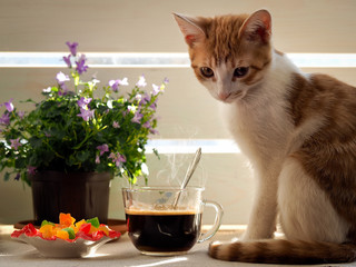 Cute kitten, coffee, sun and saucer with colorful candied fruits  