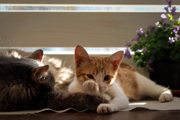 Fototapeta na wymiar Cat and kitten are sleeping. Cats bask in the sun. On the table a houseplant - flowers bells 