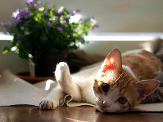 Kitten resting and basking in the sun