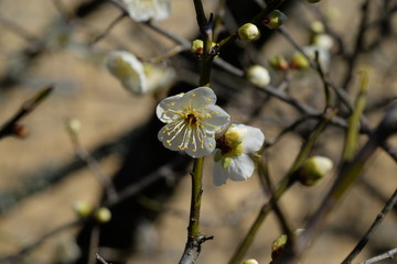 Japanese white plum Ume blossoms