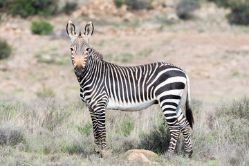 Mountain zebra in the Mountain Zebra National Park