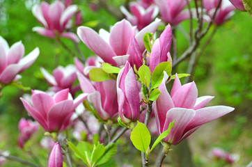 Naklejka premium Pink magnolia blossom