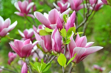 Zelfklevend Fotobehang Pink magnolia blossom © Unkas Photo