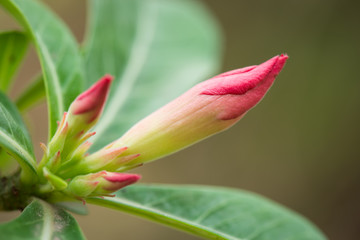Azalea flowers buds