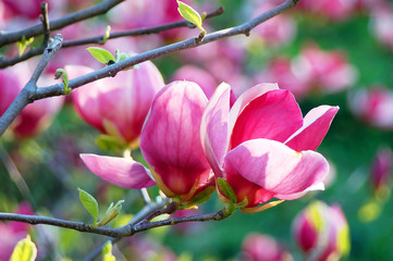 Pink magnolia blossom