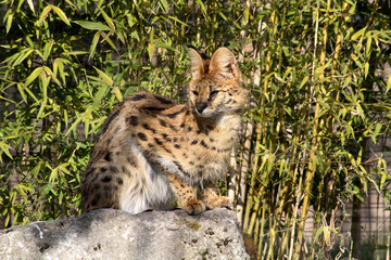 serval 15032016
