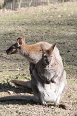 wallaby 15032016 