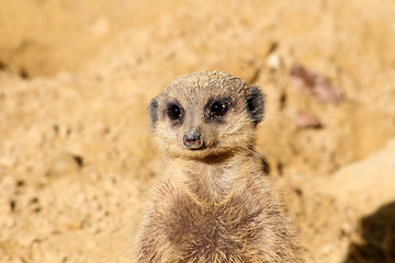 Fototapeta premium suricate 15032016