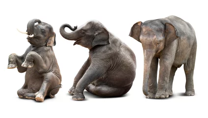 Foto op Plexiglas Babyolifant geïsoleerd © fotoslaz