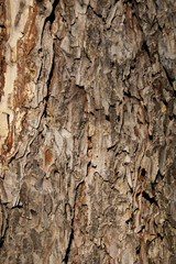 textures brown bark
