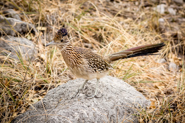 Gaudalupe Mountains Texas