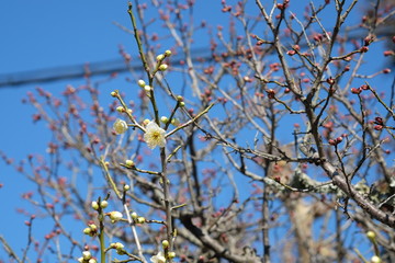 Japanese white plum Ume blossoms