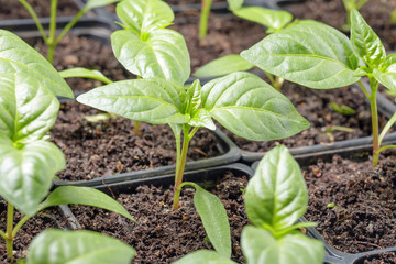 Fresh peppers seedling