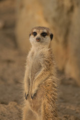 Suricata suricata,small mammal