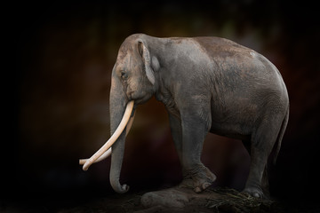Fototapeta na wymiar Long ivory elephant