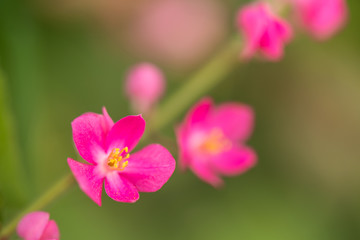Fototapeta premium Confederate vine flower