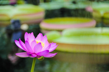 Blooming lotus flower rising up in pond 