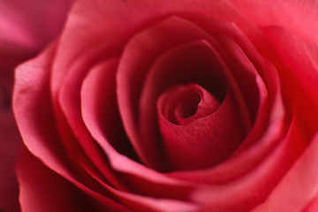 Fototapeta na wymiar Rose flower