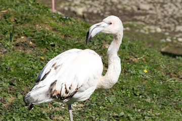 flamant rose 15032016