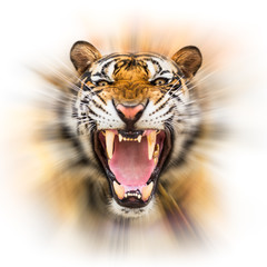 Obraz premium Growl siberian tiger