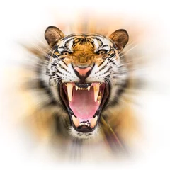 Afwasbaar Fotobehang Tijger Grommen Siberische tijger