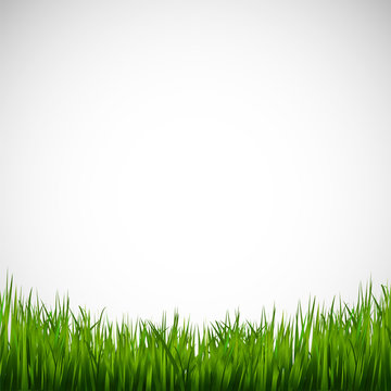 Gazon vectoriel 31