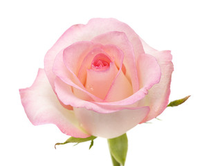 Obraz premium gentle pink rose