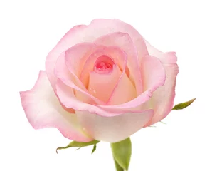 Crédence de cuisine en verre imprimé Roses gentle pink rose