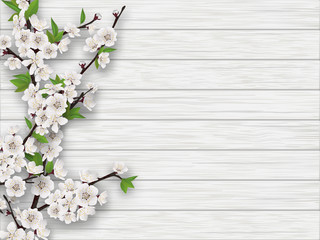 Obraz premium Spring blooming cherry branch on white old wood background. Realistic vector illustration.