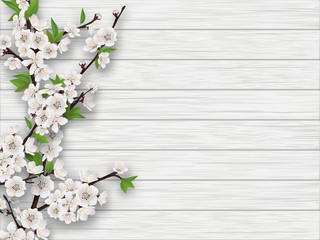 Fototapeta premium Spring blooming cherry branch on white old wood background. Realistic vector illustration.