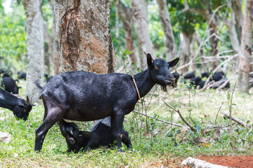 black goat in a farm