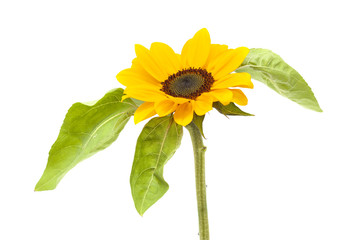 sunflower isolated on white