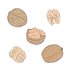 Walnuts. Set of walnuts, whole and shelled. Vector illustration.