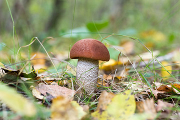 Edible orange-cap boletus mushroom in the autumn forest