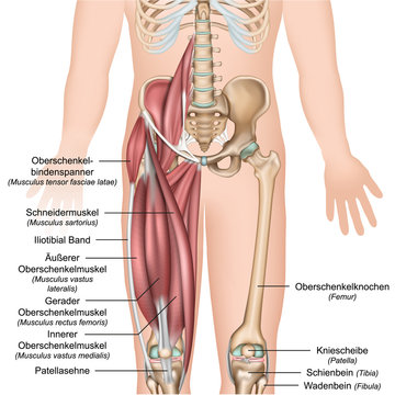 Anatomie Oberschenkel mit Beschreibung der Muskeln deutsch