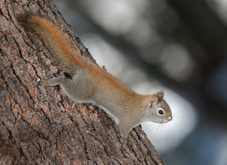 Fiery orange Springtime Red squirrel, full length on a branch.  Quick little woodland creature pauses only for a second, running around in trees in a Northern Ontario woods.