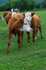 cows on a green meadow