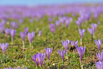 Fr&uuml;hlingsboten im Gebirge