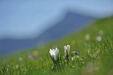 Frühlingsboten im Gebirge