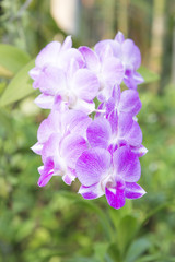 Fototapeta na wymiar the pink orchid flower in the garden