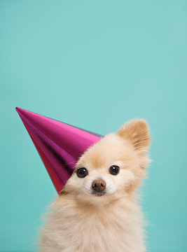 dog with birthday hat at blue background