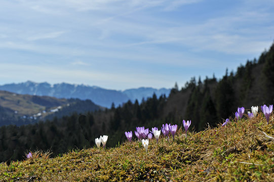 Frühlingsboten im Gebirge