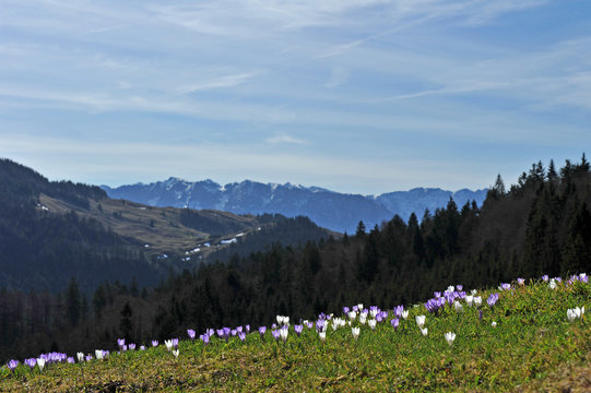Frühlingsboten im Gebirge