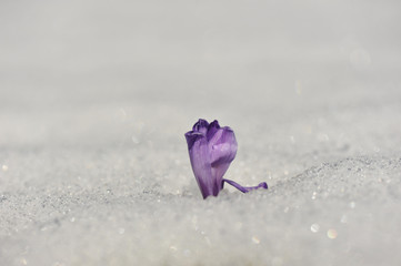 Frühlingsblumen im Schnee